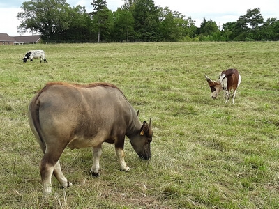 Cattle at Upton Family Farm