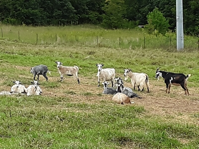 Our Goat Family